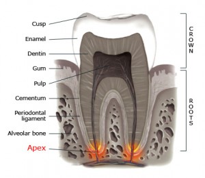 Showing the parts of a tooth, Apex of a Tooth highlighted